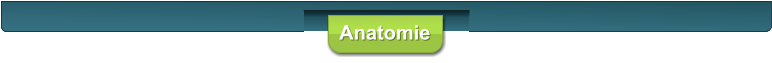 Anatomie