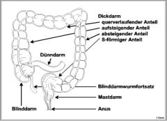 Dickdarm und Rektum