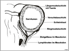 Schnittbild des Darms