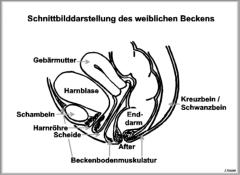 Schnittbild des weiblichen Beckens